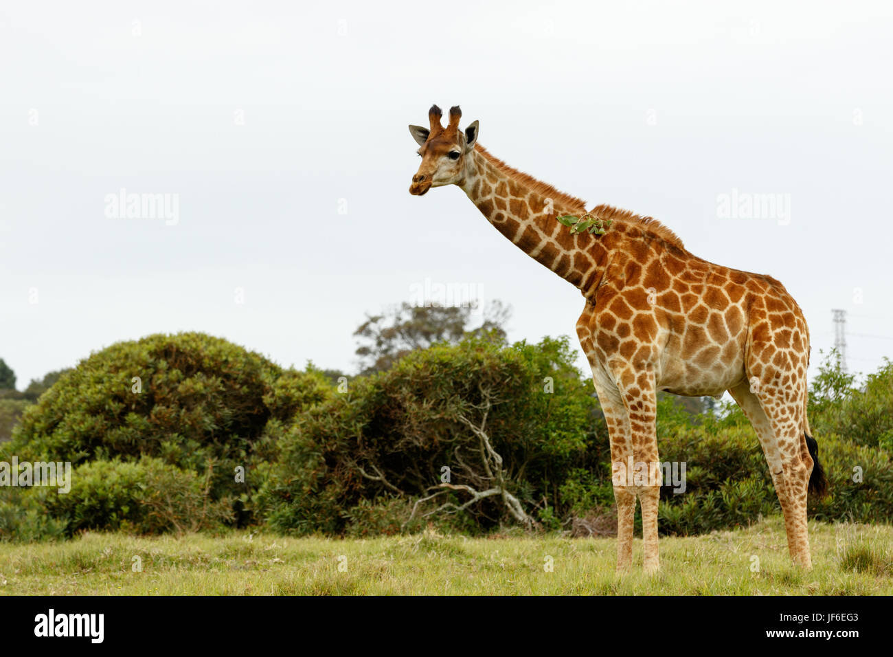 Giraffe mit einem Blatt an seinem Hals stecken Stockfoto