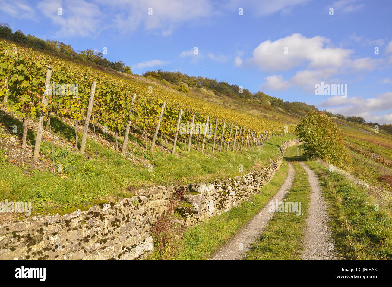 Weinberge in Ingelfingen, Deutschland Stockfoto