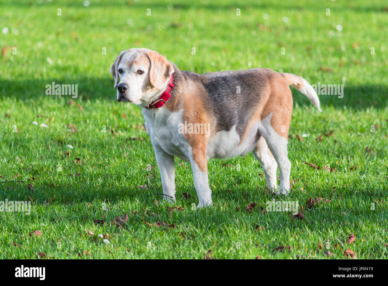 Junge Braune weißer Hund Stockfoto