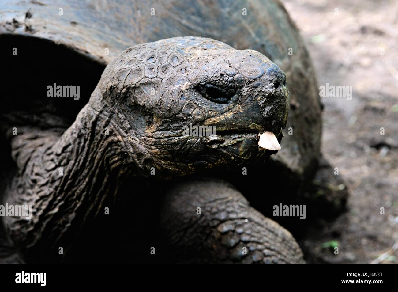 Alte Riesenschildkröten Galapagos Inseln Ecuador Stockfoto