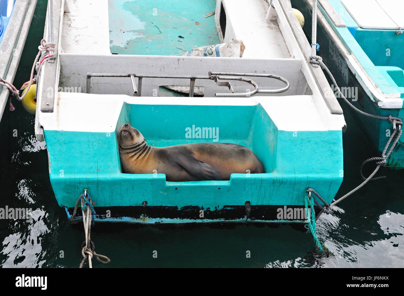 Sea Lion an Bord Stockfoto