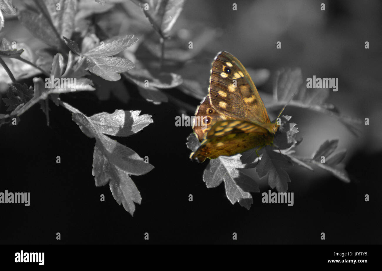 Schmetterling gesprenkelt Holz, Foto Mai 2017 in Großbritannien, vor Ort bunte Bild Stockfoto
