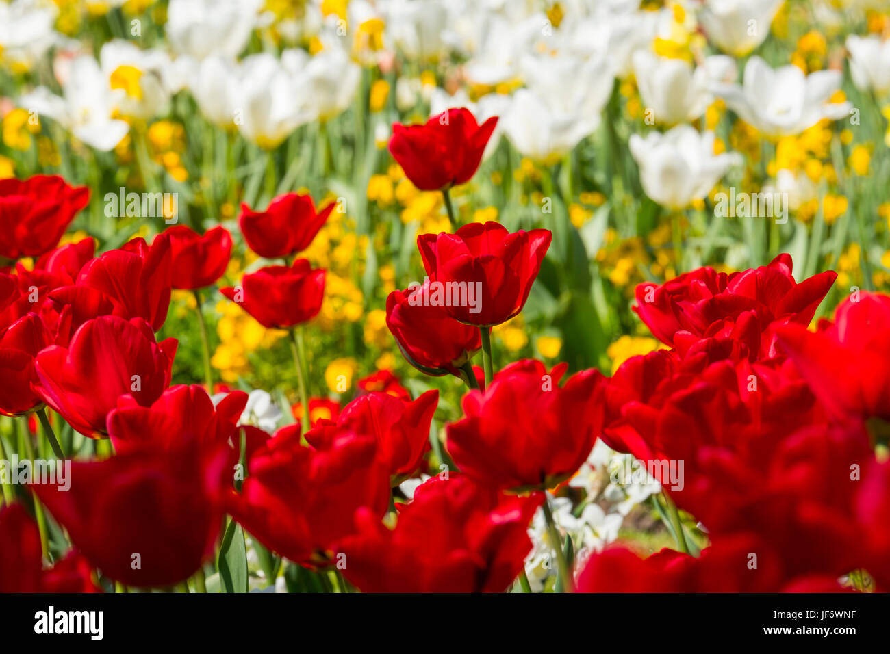 Rote und weiße Tulpen in der Dingle-Garten in den Steinbruch, Shrewsbury, Shropshire, England, UK Stockfoto