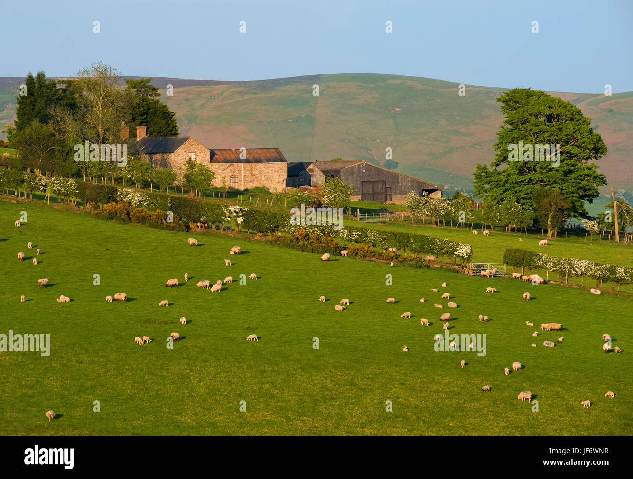 Schafe weiden nahe Linley Hill mit dem Long Mynd im Hintergrund, Shropshire, England, UK Stockfoto