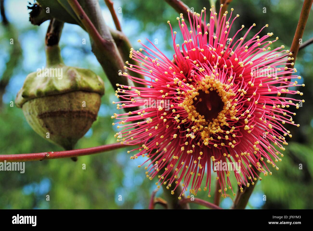 Phasen der Reproduktion eines Eukalyptus Stockfoto