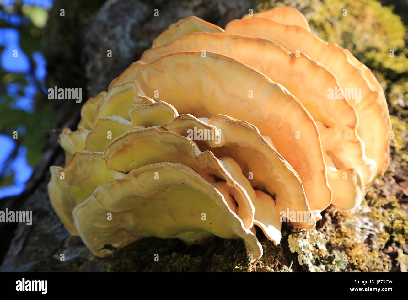 Schwefel Polypore, Laetiporus sulphureus Stockfoto