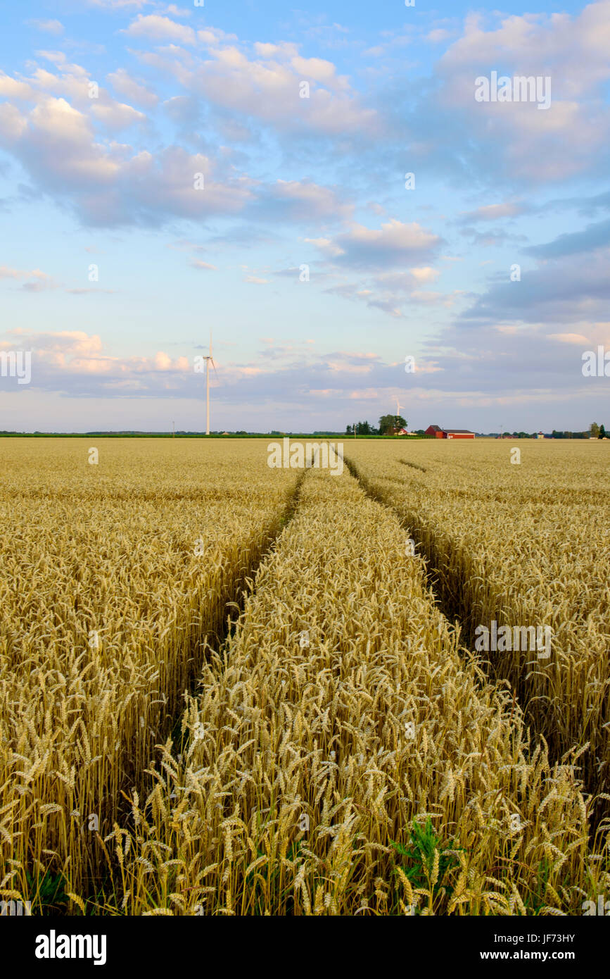 Reifenspuren im Ernte-Feld Stockfoto