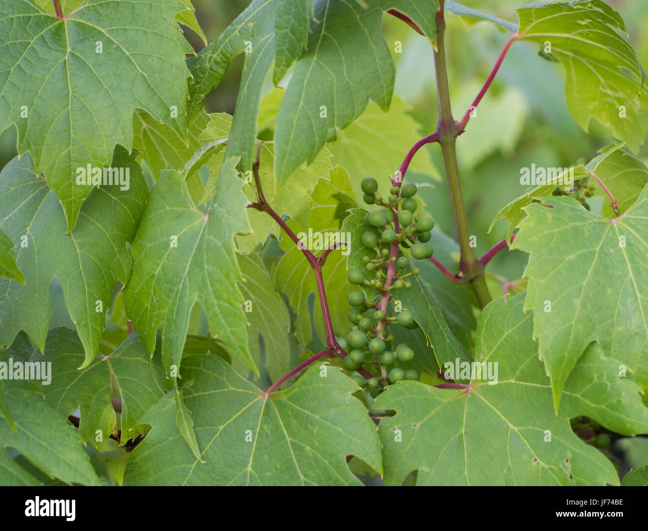 Junge Weinrebe mit Blättern, Vitis vinifera Stockfoto