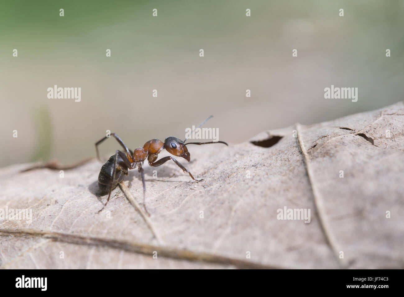 Rote Waldameise, Formica Rufa Stockfoto