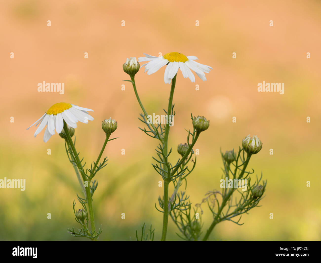 Geruchlos mayweed, Tripleurospermum inodorum Stockfoto