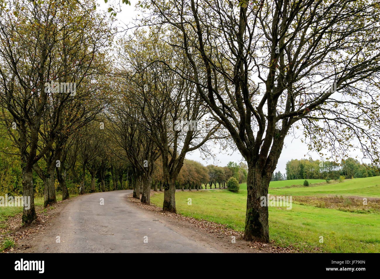 Allee in Masuren Stockfoto