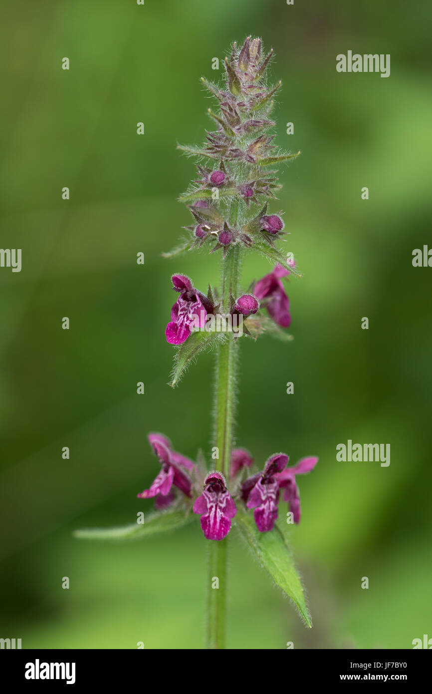 Hedge Woundwort (Stachys sylvatica) Blüte Stockfoto