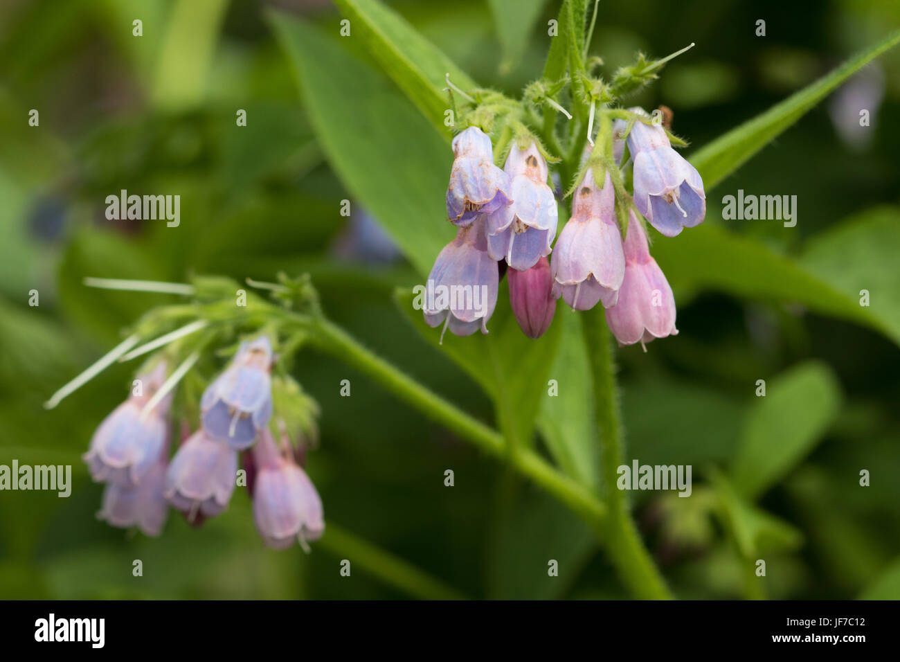 Russischer Beinwell (Symphytum X uplandicum) Blumen Stockfoto