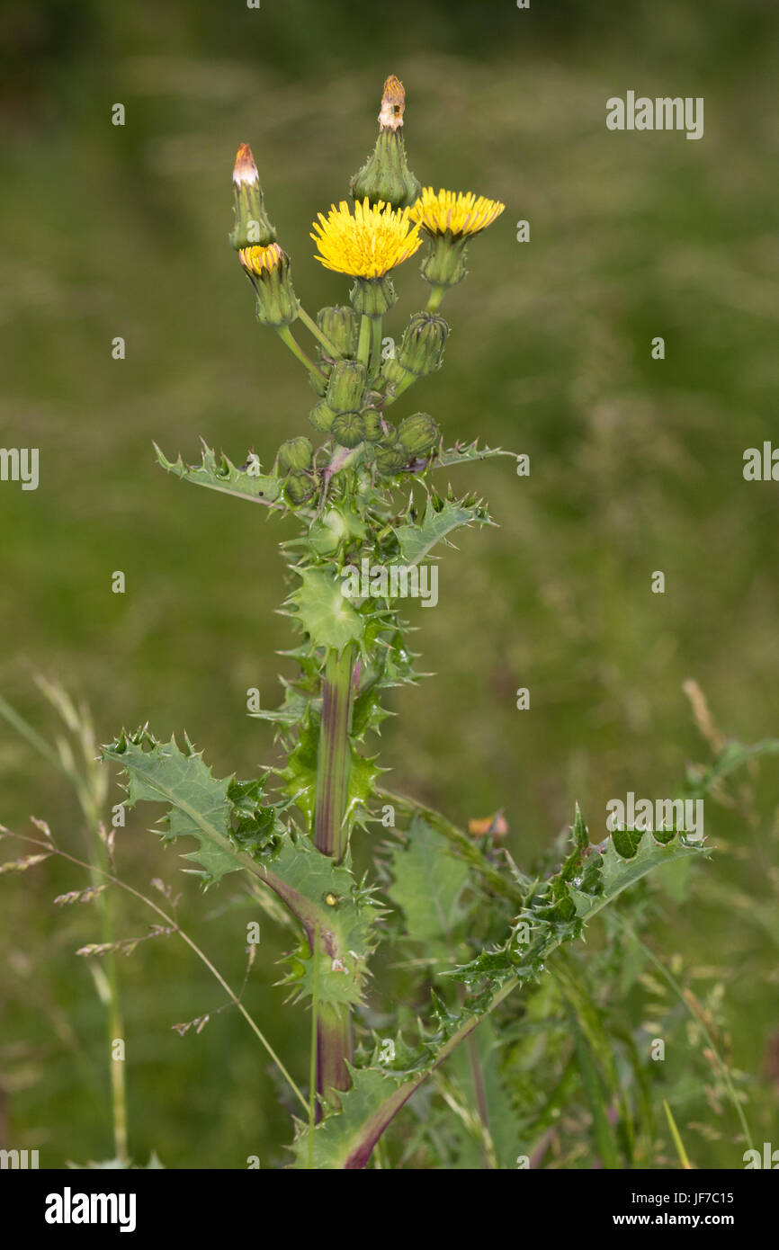 Stachelige Sow-Distel (Lactuca Serriola) Blume Stockfoto
