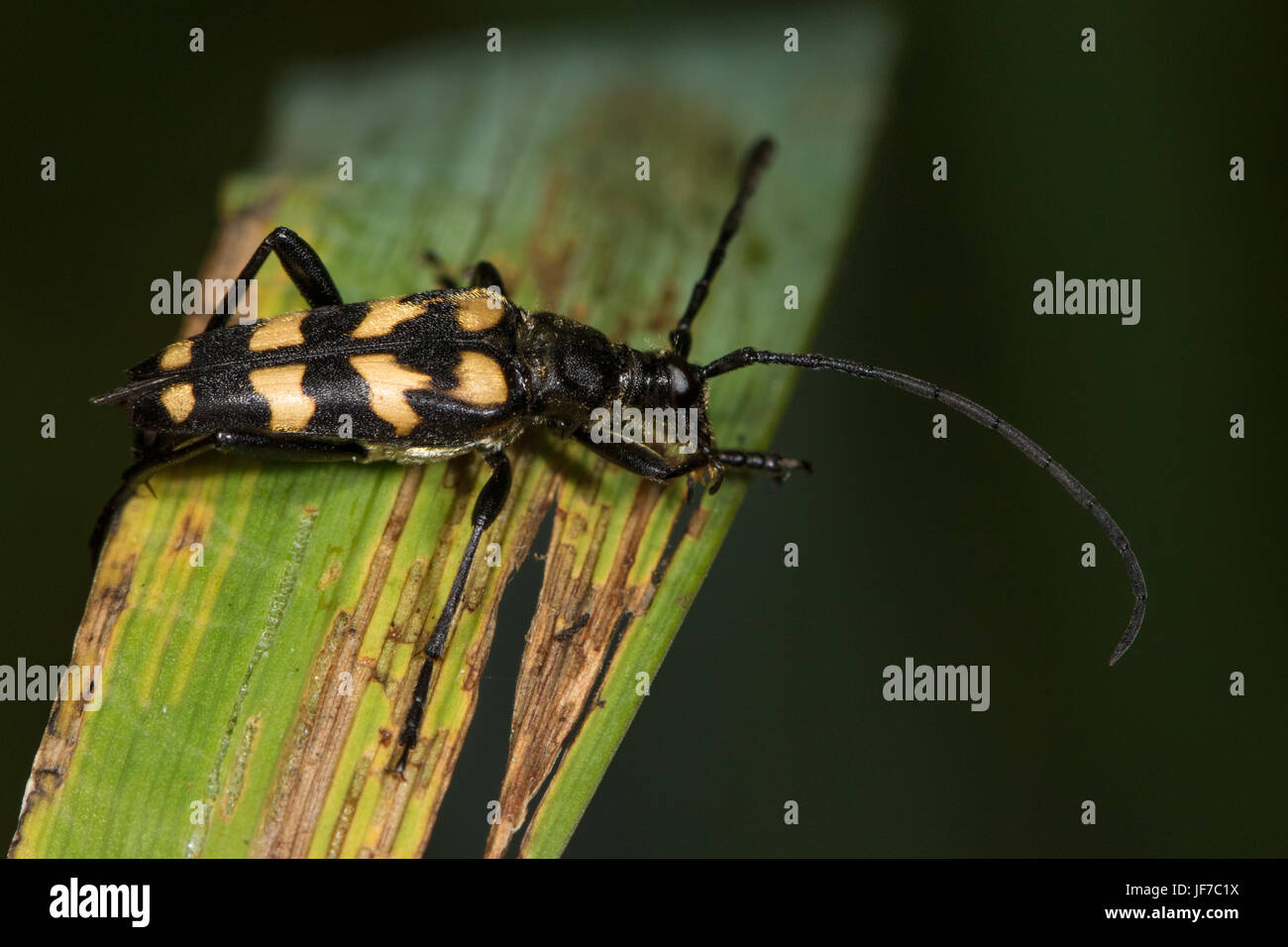 Vier Menschen Longhorn-Käfer (Leptura Quadrifasciata) Stockfoto