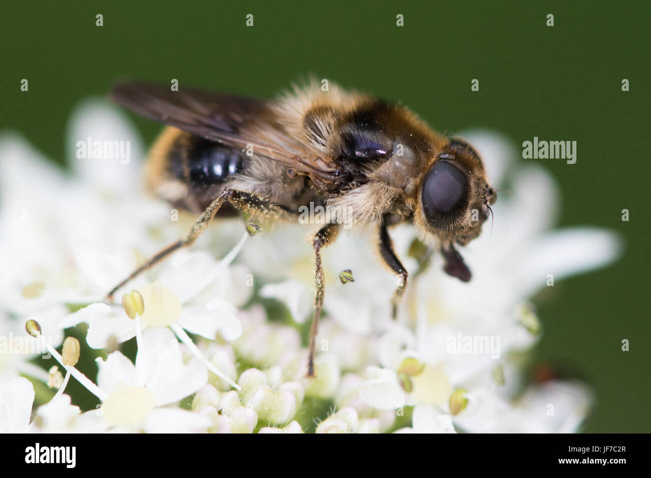 Hummel-Mimic Hoverfly (Cheilosia Illustrata) Fütterung auf Bärenklau (Heracleum Sphondylium) Blumen Stockfoto