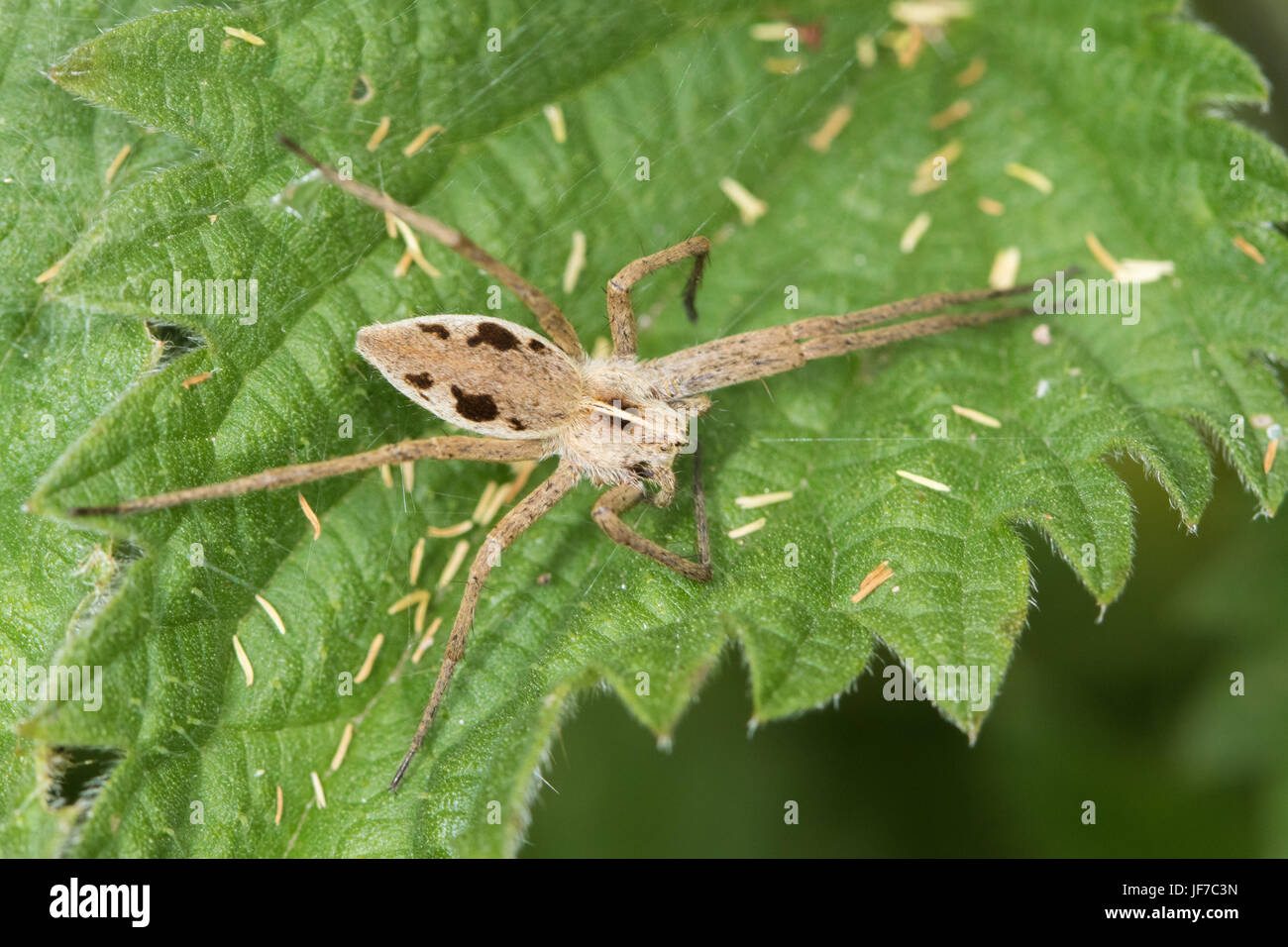 Baumschule Web Spider (Pisaura Mirabilis) auf einem Brennnessel-Blatt Stockfoto