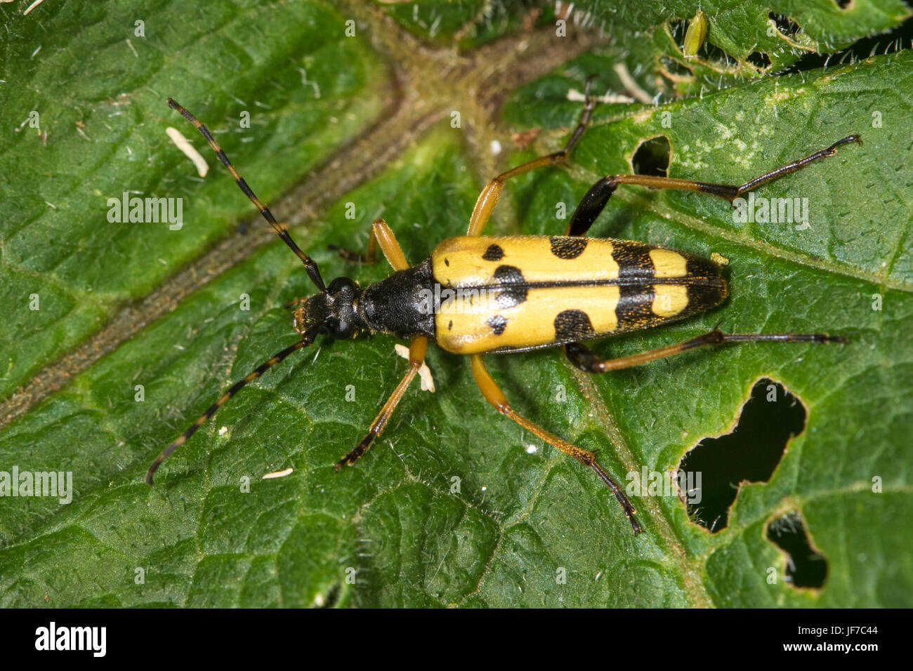 Spotted Longhorn Beetle (Rutpela Maculata) auf einem halb gegessen Dock-Blatt Stockfoto