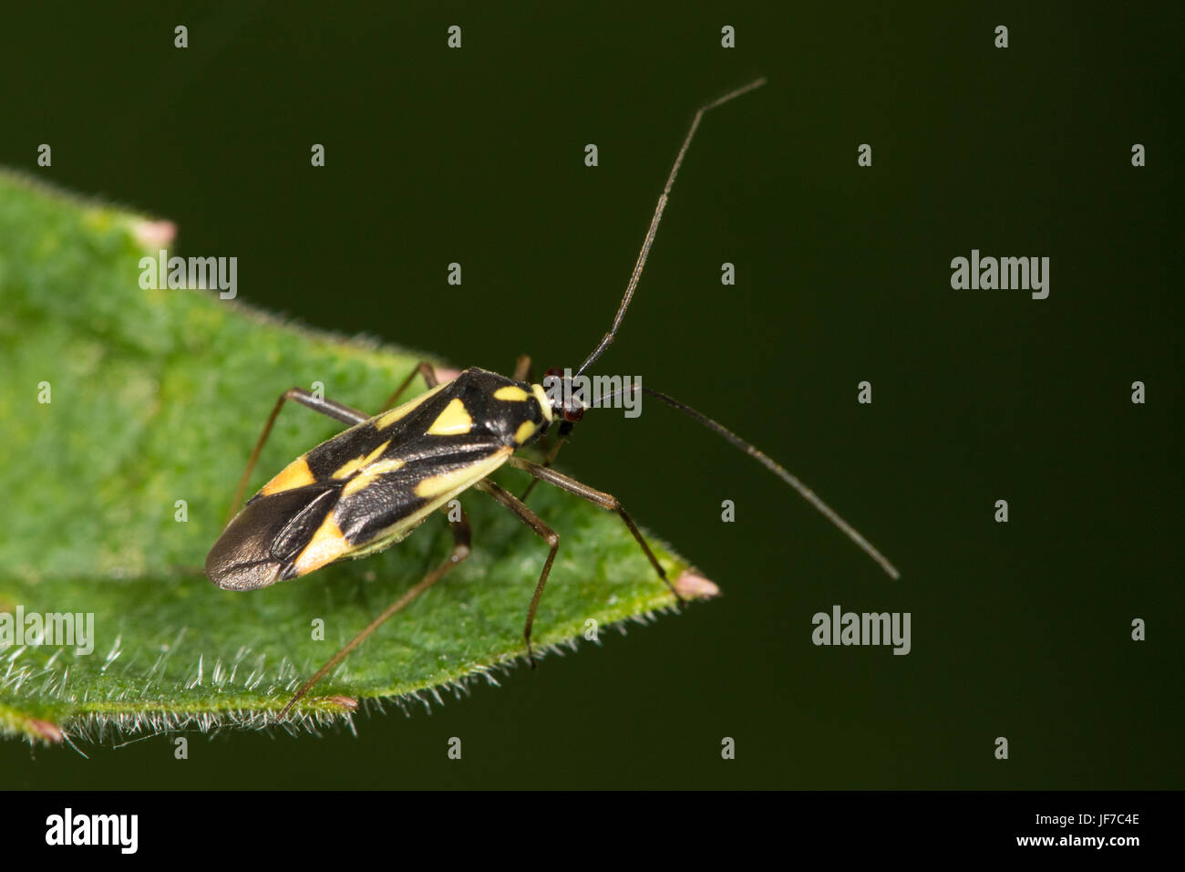 Grypocoris Stysi (Mirid Bug) auf einem Brennnessel-Blatt Stockfoto