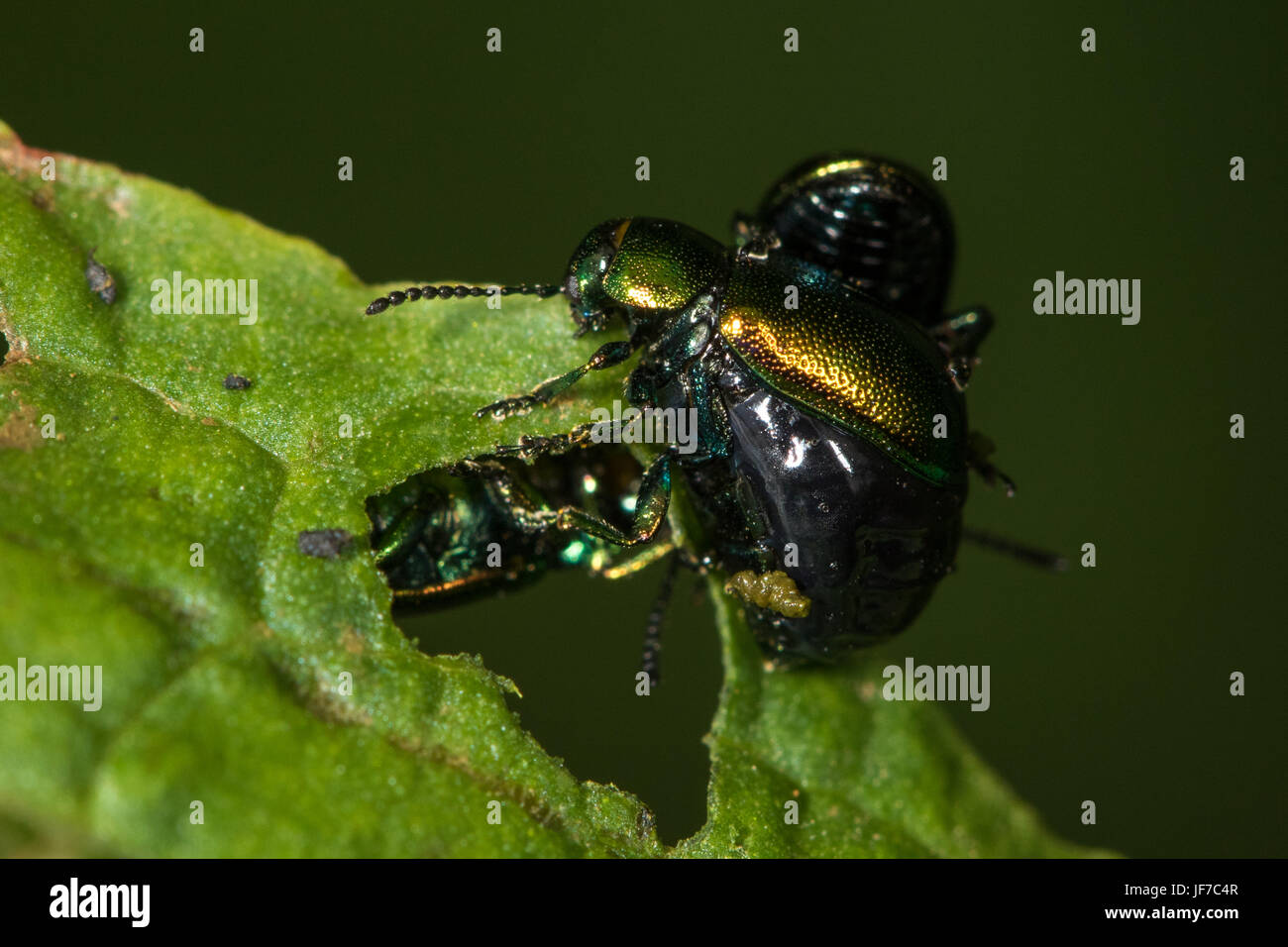 Trächtige weibliche Green Dock Käfer (Gastrophysa Viridula) belästigt durch zwei Männer Stockfoto