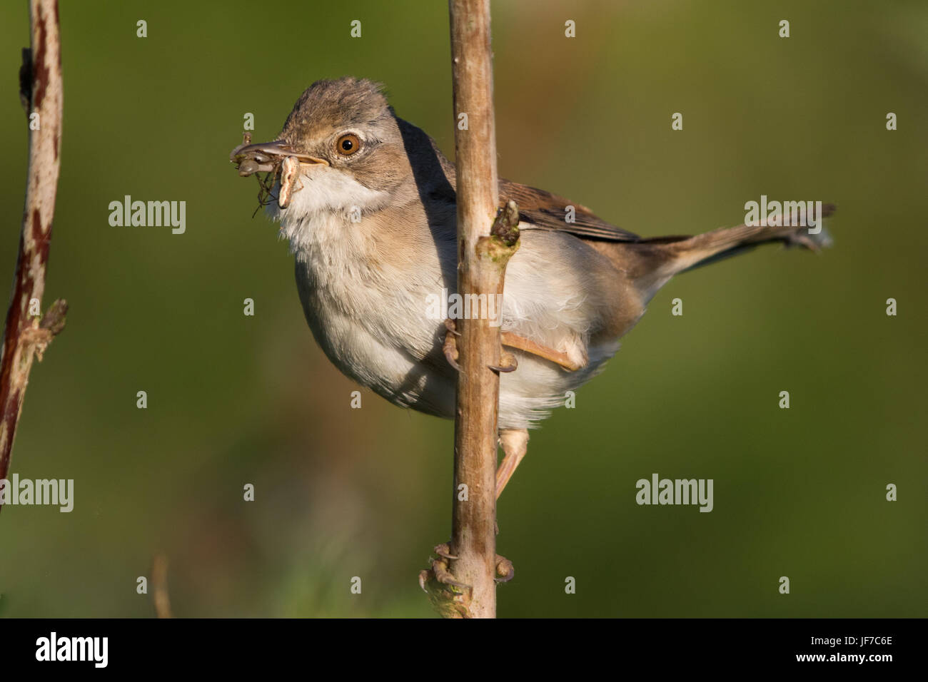 weibliche Common Whitethroat (Sylvia Communis) Spinnen zu sammeln um ihre Jungen zu füttern Stockfoto