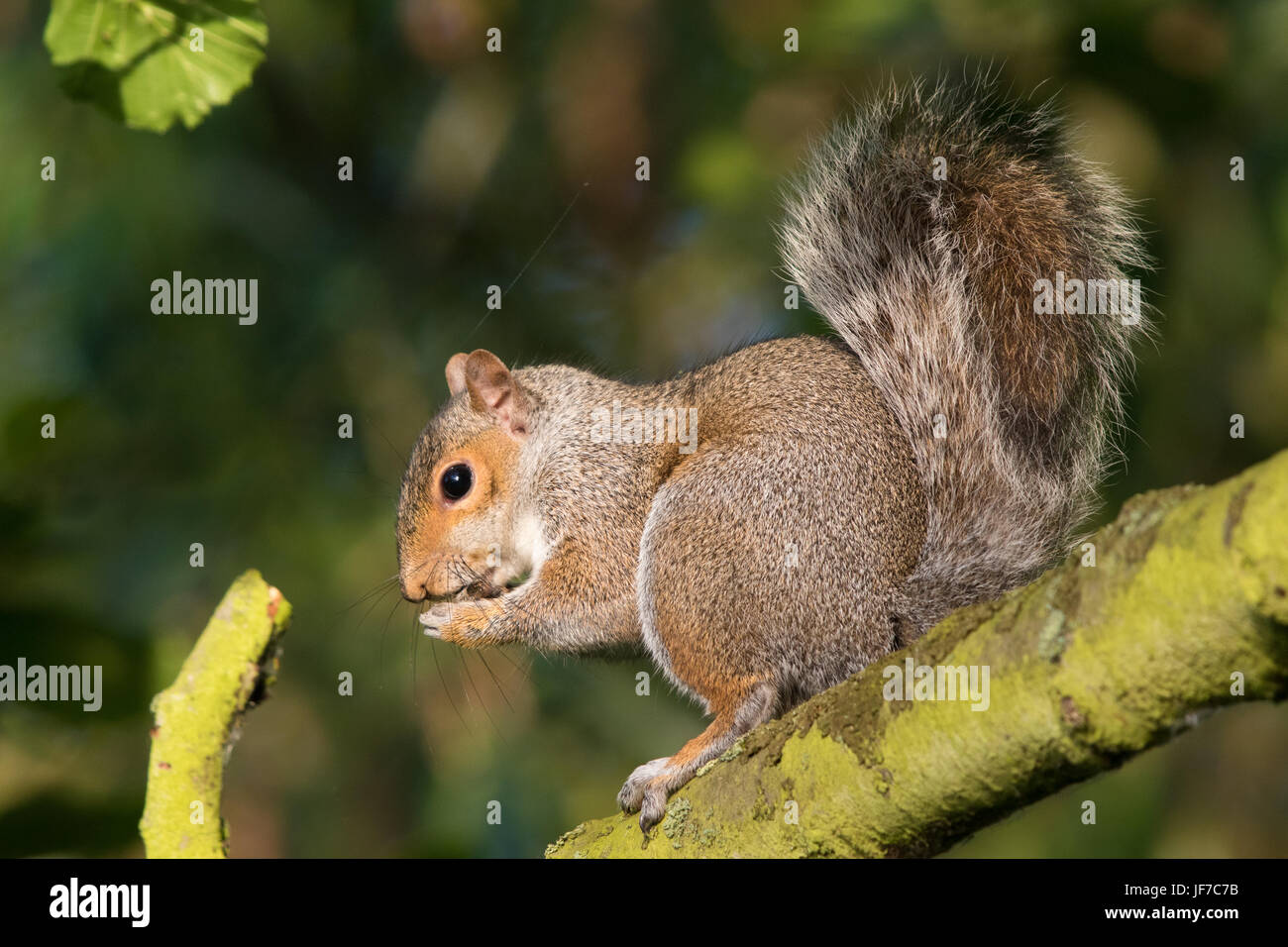 Östliche graue Eichhörnchen (Sciurus Carolinensis) Essen einen Samen auf einem Ast sitzend Stockfoto