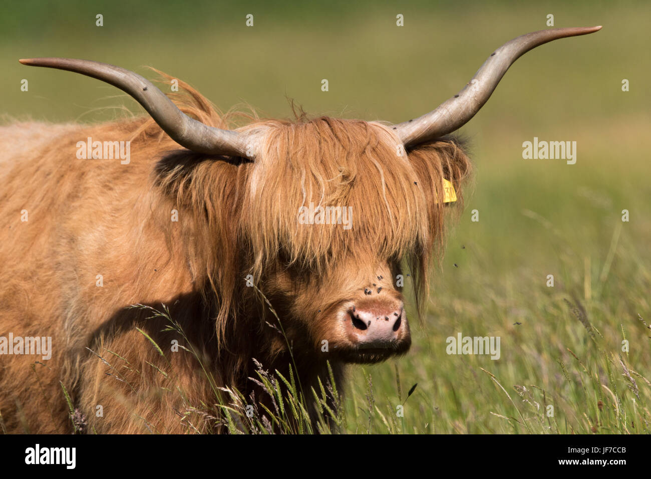 Kopfschuss eine Highland-Kuh (Bos Taurus) Stockfoto
