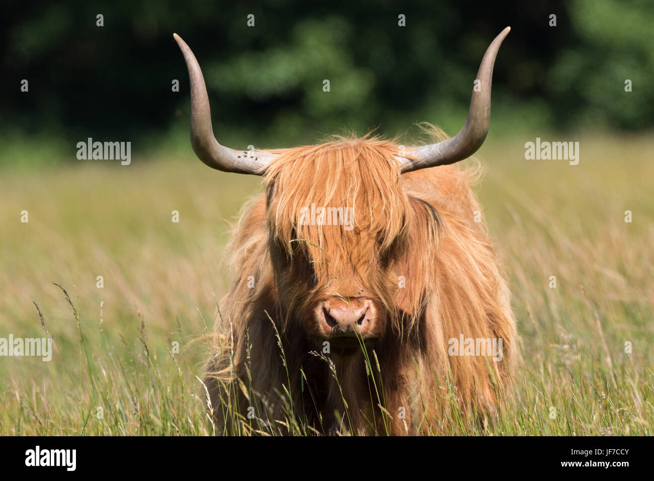 Kopfschuss eine Highland-Kuh (Bos Taurus) Stockfoto
