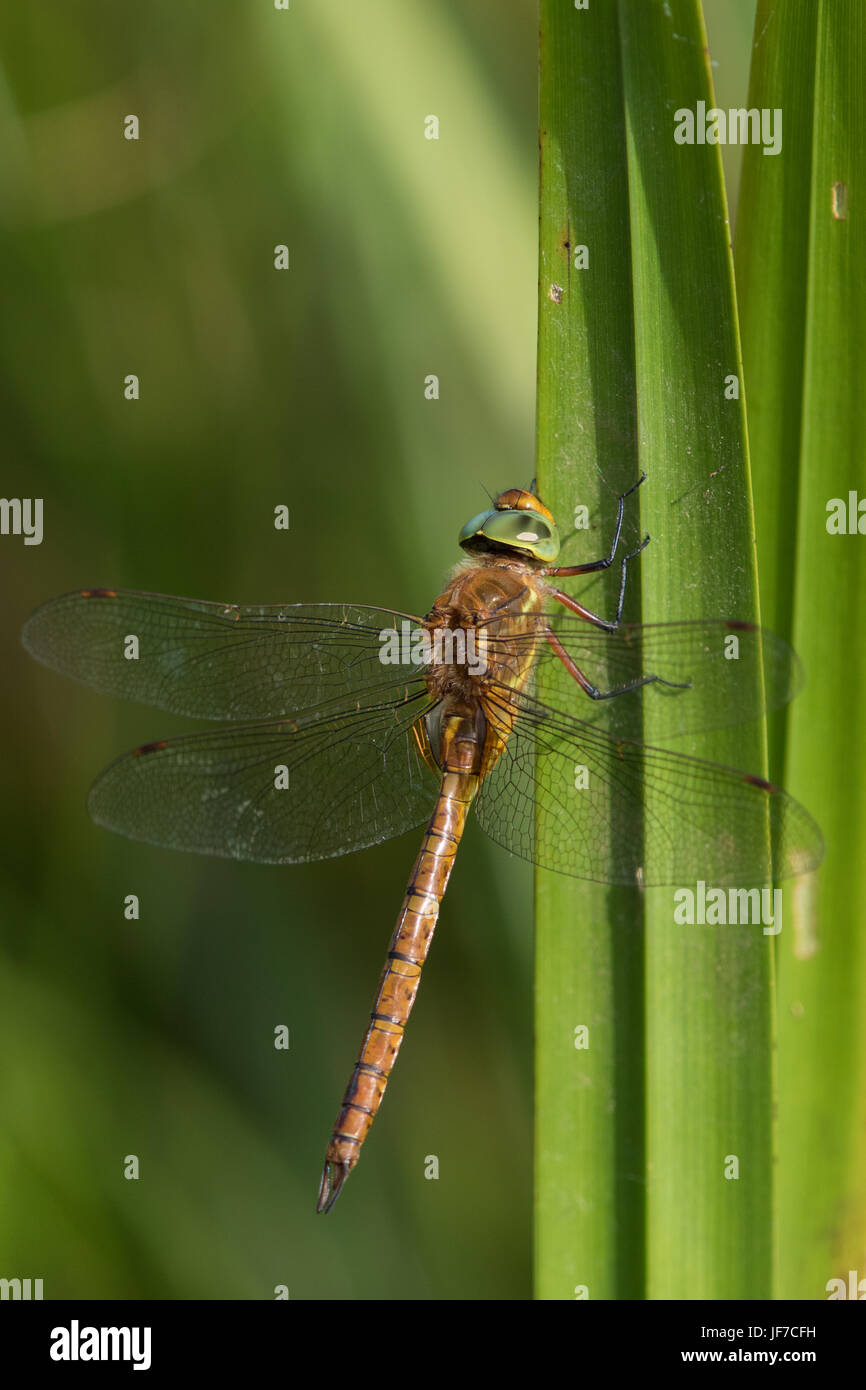 männliche Norfolk Hawker (Aeshna drehbar) Libelle Aalen auf einem Iris-Stiel Stockfoto
