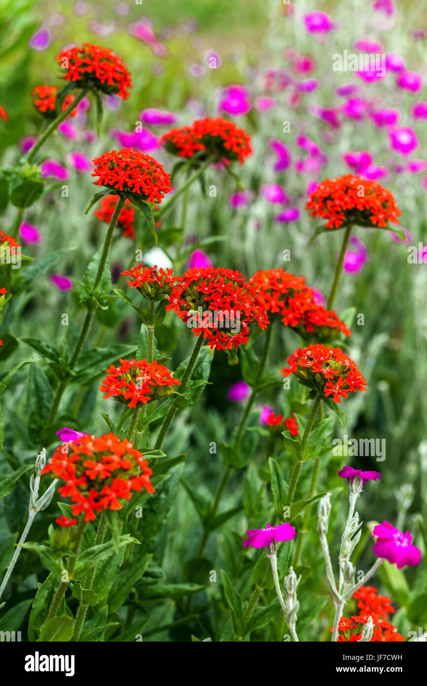 Malteserkreuz, Lychnis Chalcedonica und Lychnis Coronaria im Sommergarten Stockfoto