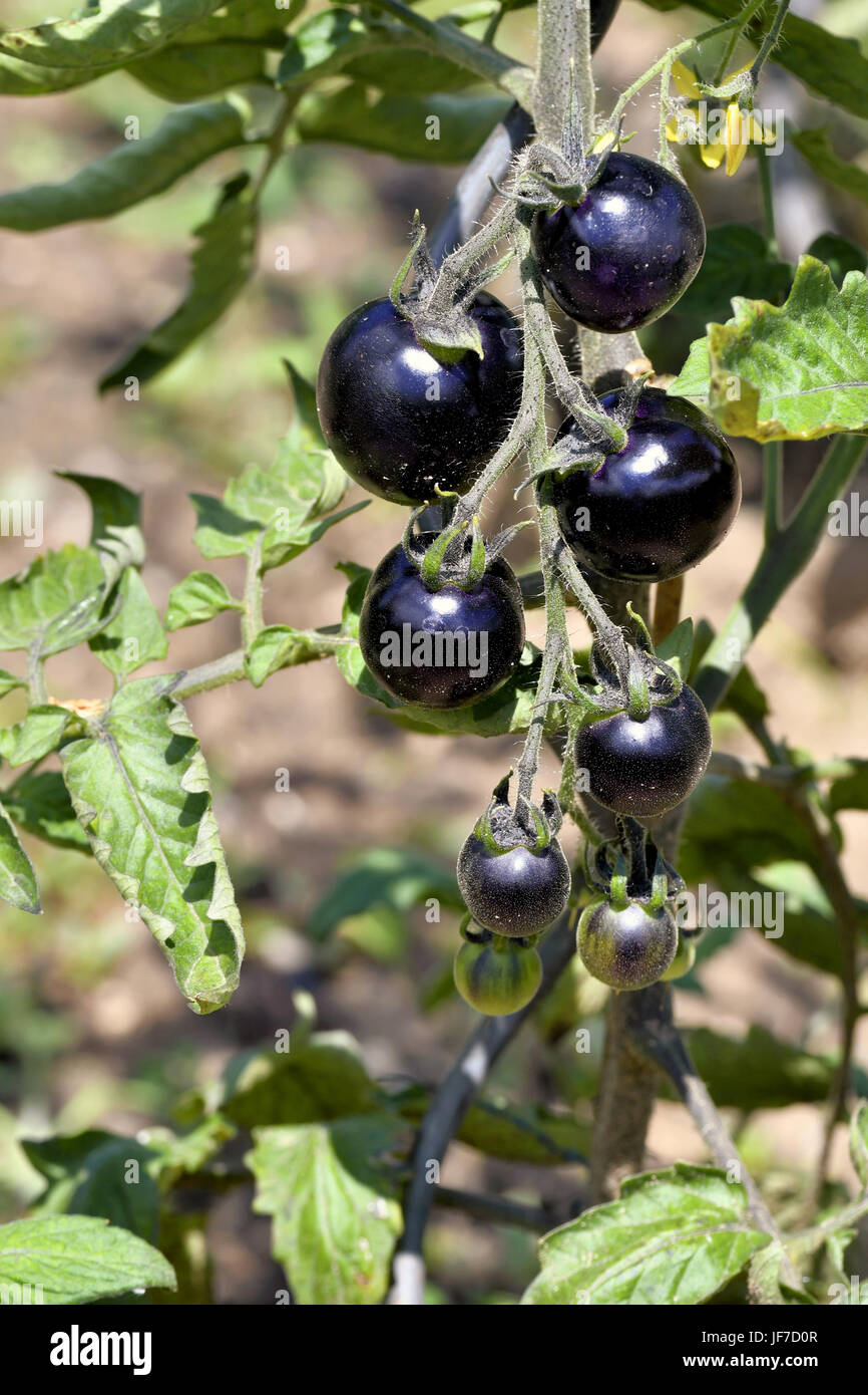Schwarze Tomaten Stockfoto