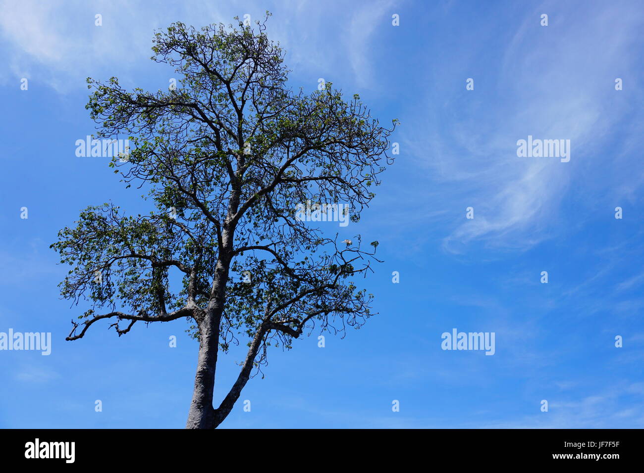 Im balinesischen Glauben behandelt Alter Baum wie diese eine, die fand ich in Lepang Strand muss gut von jeder Zivilist, lebt dort und werden alte Objekt. Stockfoto