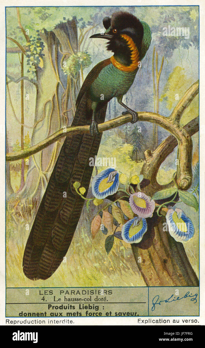 Afrak Astrapia (Astrapia Nigra). Birds Of Paradise. Liebig Sammler