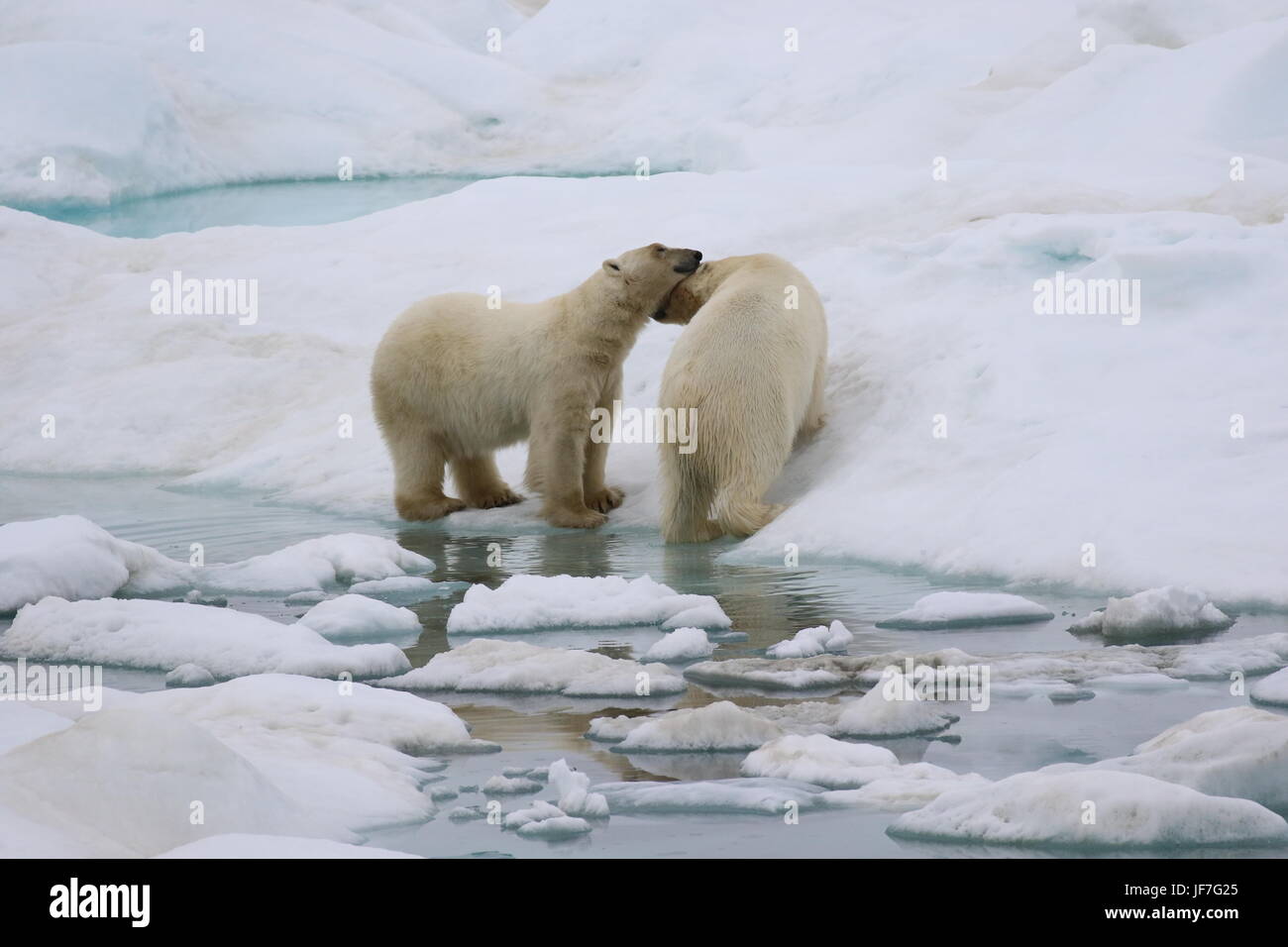 Zwei liebevolle Eisbären auf dem arktischen Eis Stockfoto