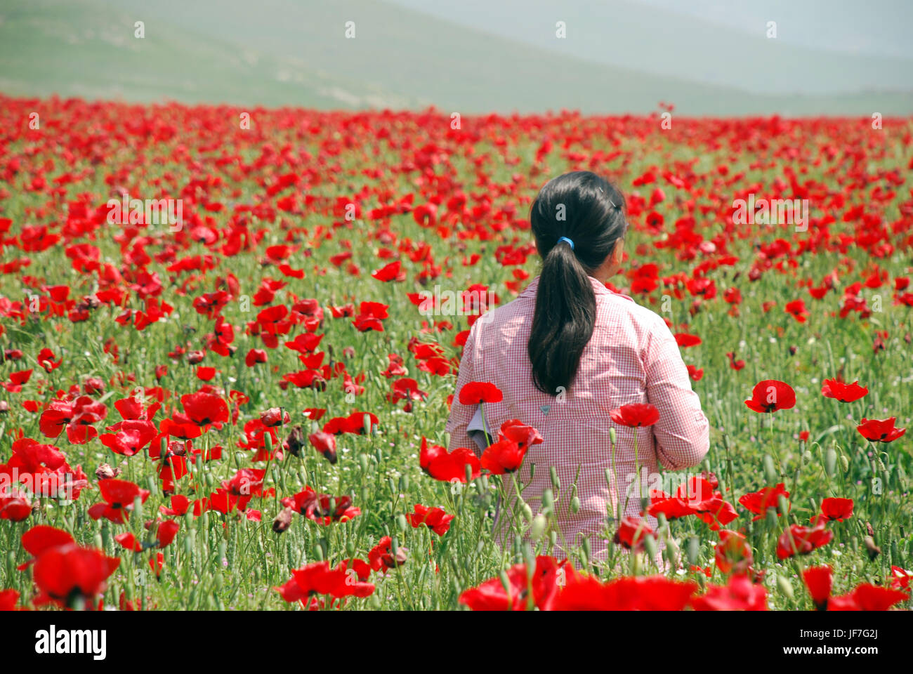 Mohnfelder von Armenien Stockfoto