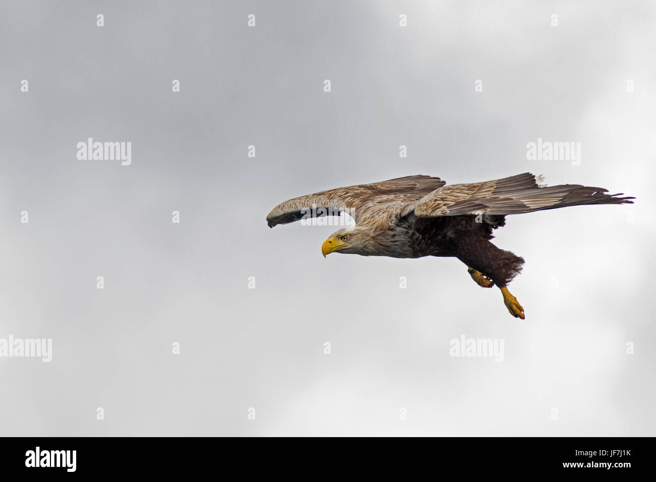 White tailed Eagle Flug eingehende Jagd Tauchen Stockfoto
