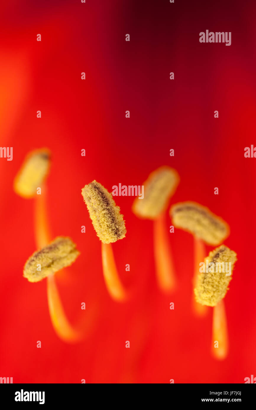 Rote Amaryllis Blume und Staubblätter Stockfoto
