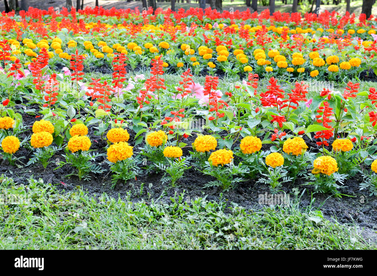 Blumenbeet mit bunten Blumen: Ringelblume und andere rot Stockfoto