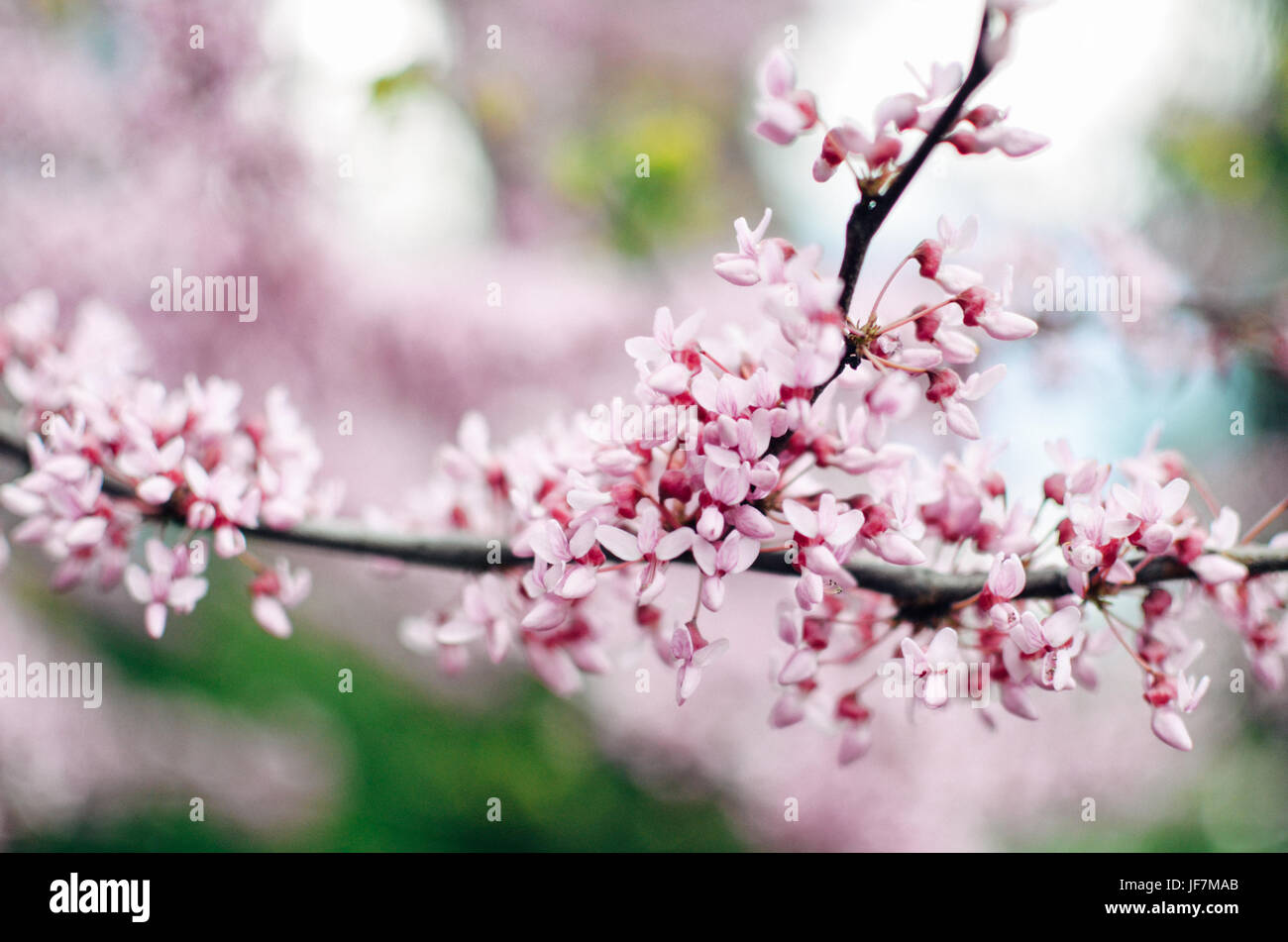Purple Spring Blossom. Cercis Canadensis oder Ostredbud Blumen Stockfoto