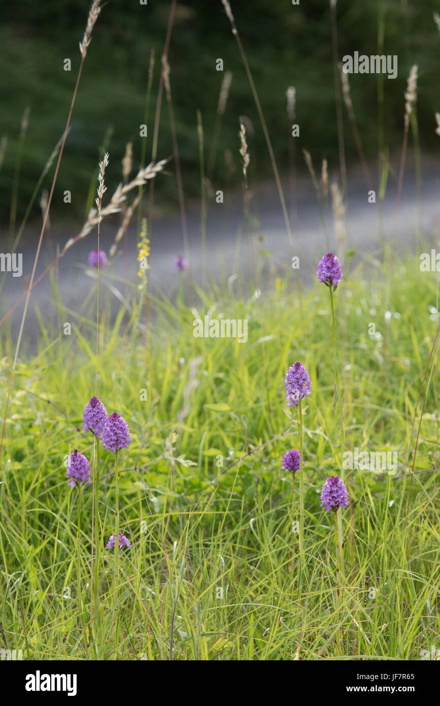 Anacamptis Pyramidalis. Pyramidale Orchideen am Straßenrand in der Landschaft Oxfordshire. UK Stockfoto