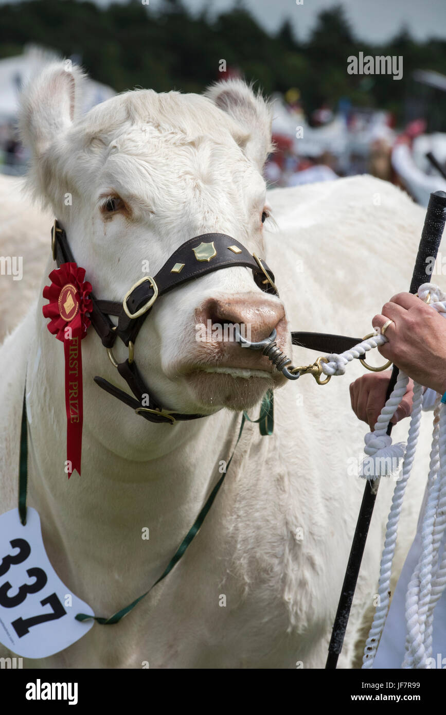 Die preisgekrönte britische charolais-Kuh auf einer Landwirtschaftsausstellung. VEREINIGTES KÖNIGREICH Stockfoto