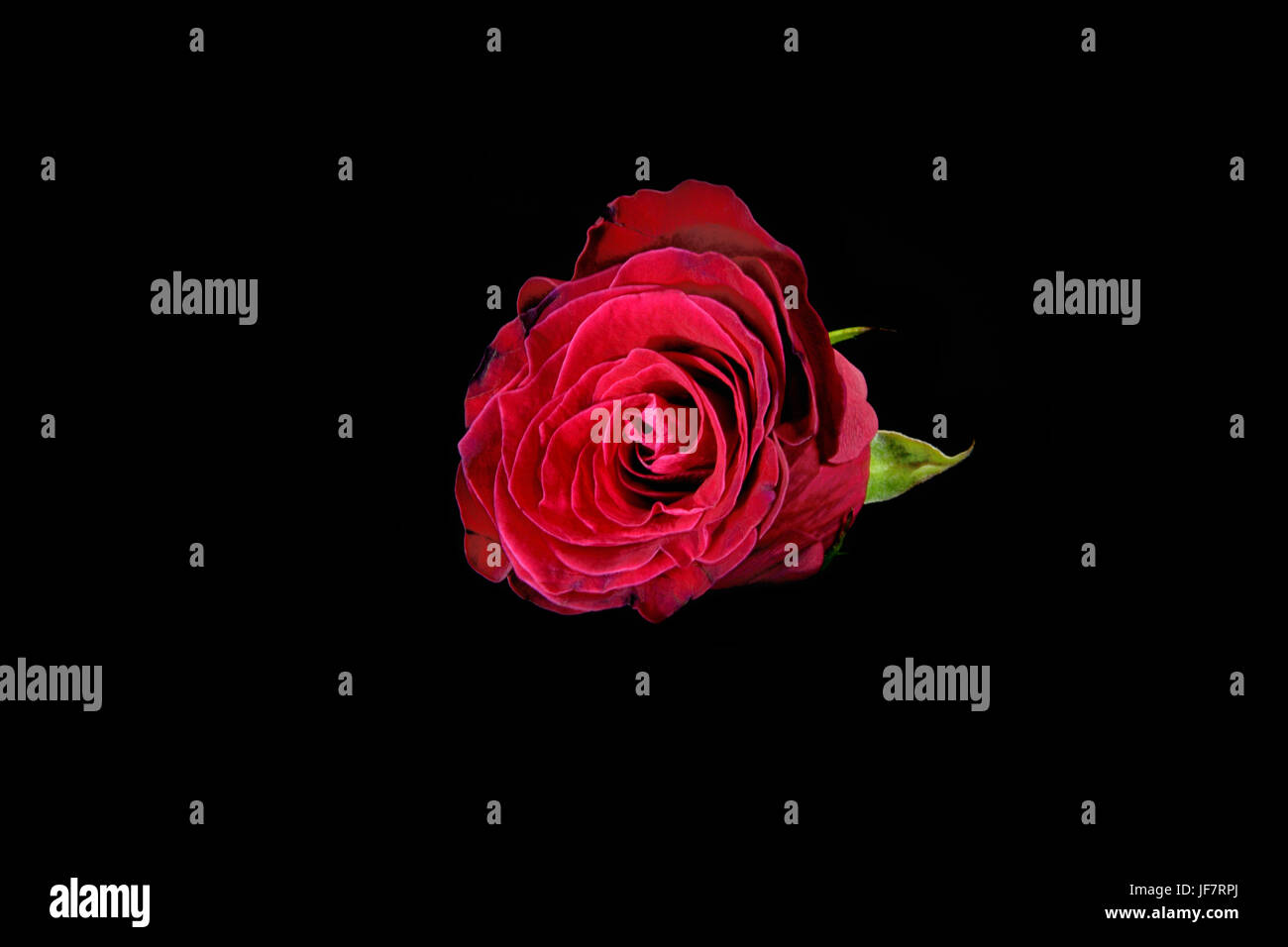 Rote Rose auf einem schwarzen Hintergrund Stockfoto