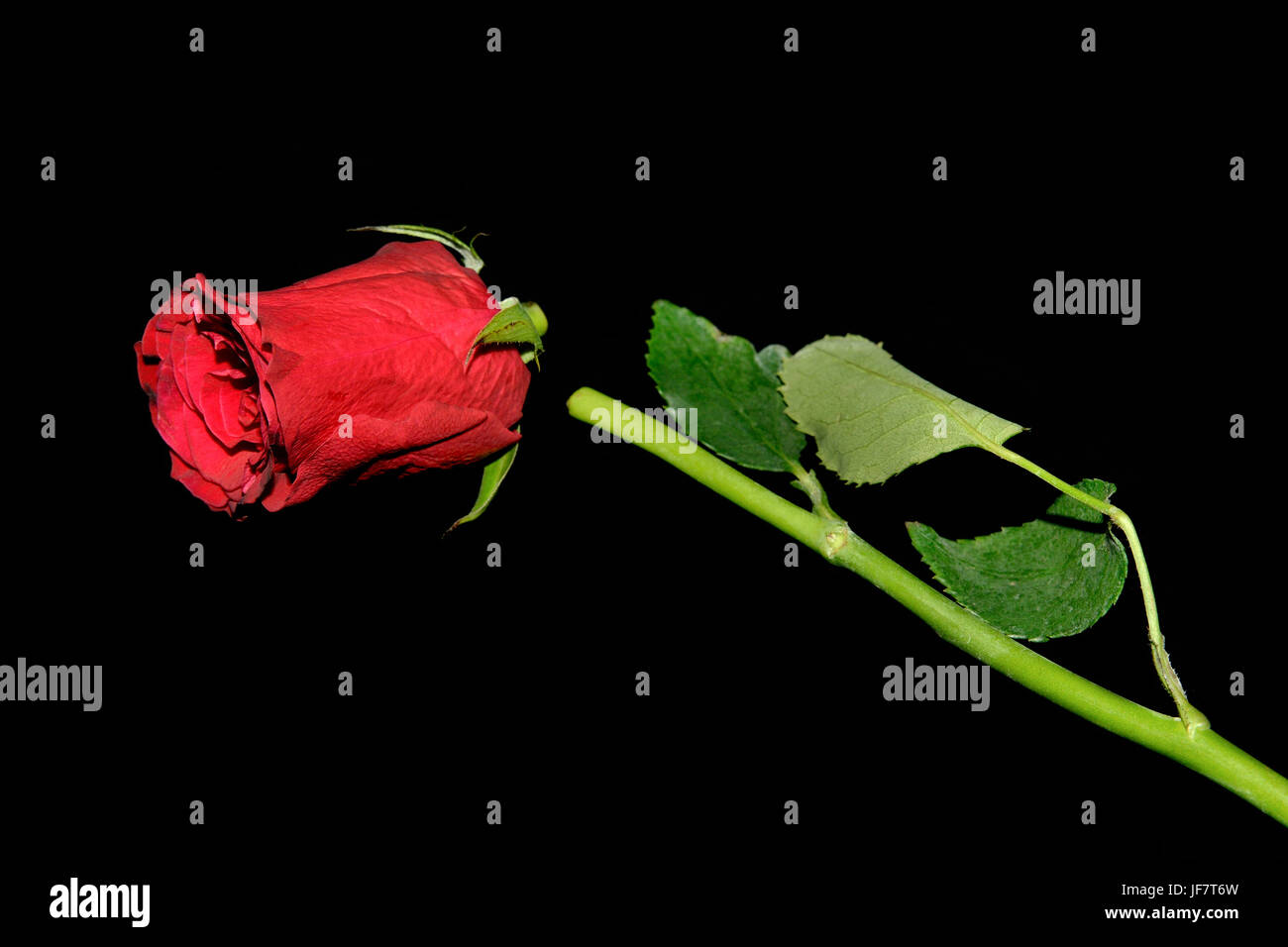 Gebrochene rote rose auf einem schwarzen Hintergrund Stockfoto