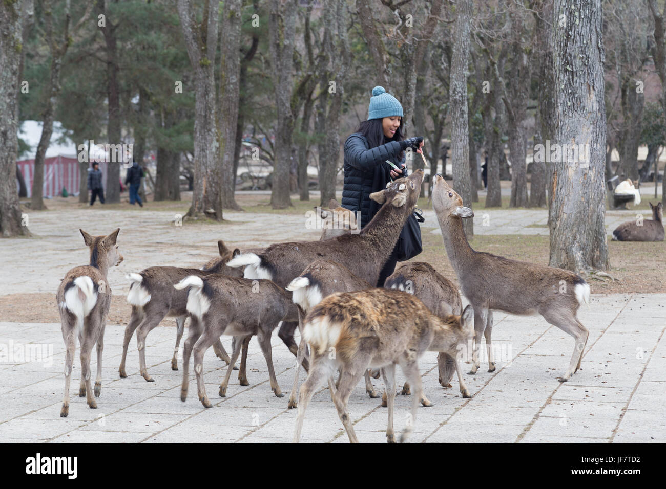 Nara, Japan - 28. Dezember 2014: Eine Frau, die Fütterung der Hirsche in einem öffentlichen park Stockfoto