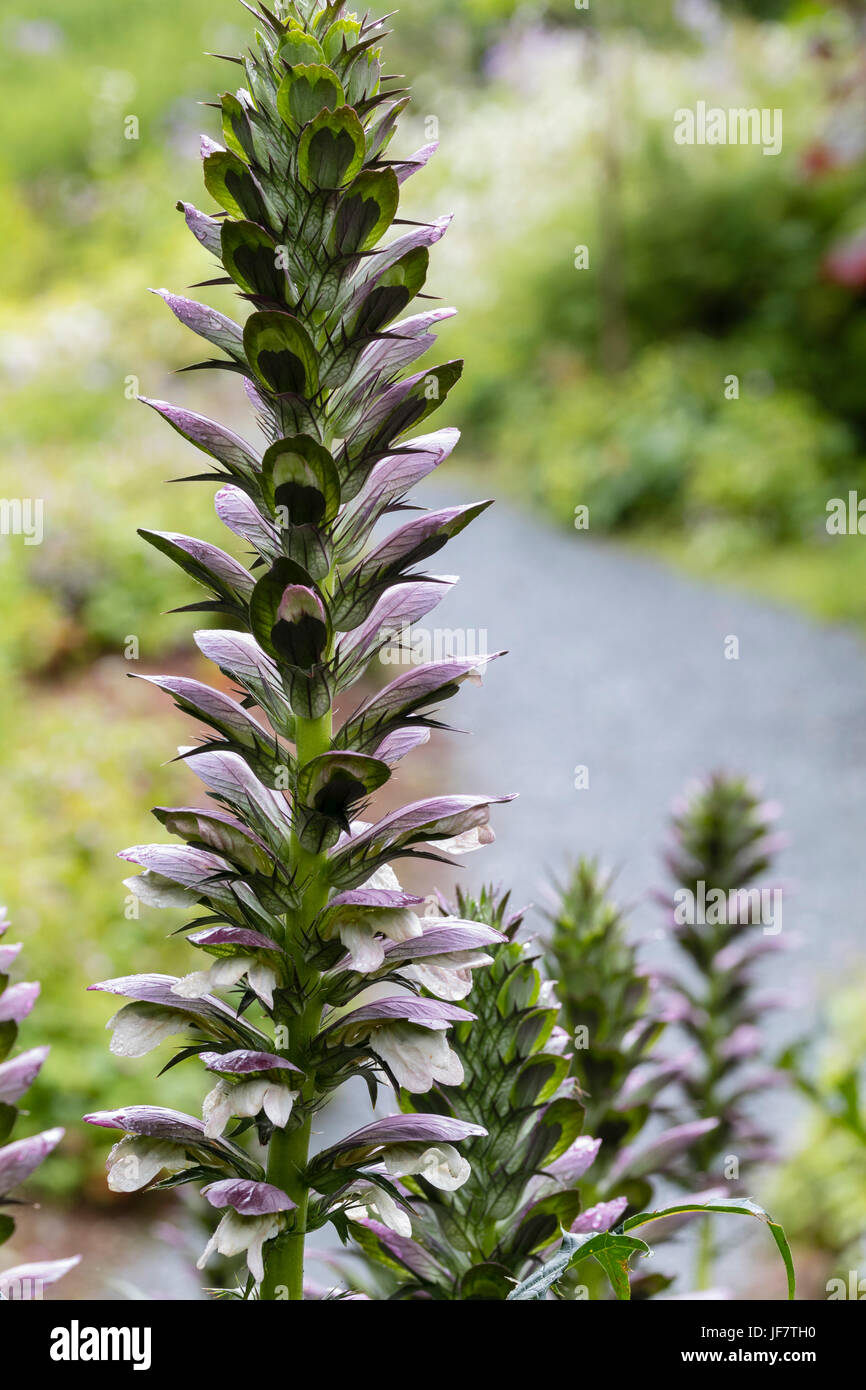 Nahaufnahme von der stachelige Blütenstand der Bär die Reithose, Acanthus spinosus Stockfoto