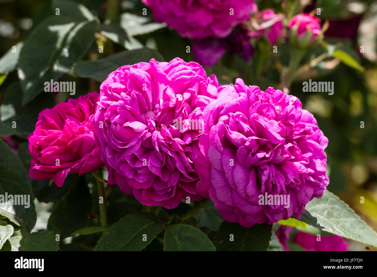 Doppelte Blüte und Knospe von der sehr aromatisch Portland Damaszener-Rose, Rosa "De Gilân" Stockfoto