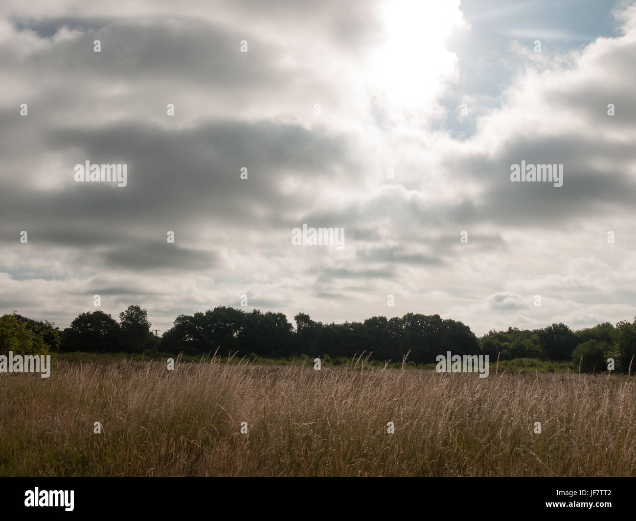 stimmungsvoller Azure grau und dunkelblau deprimierend Himmel über Weizenfeld Stockfoto