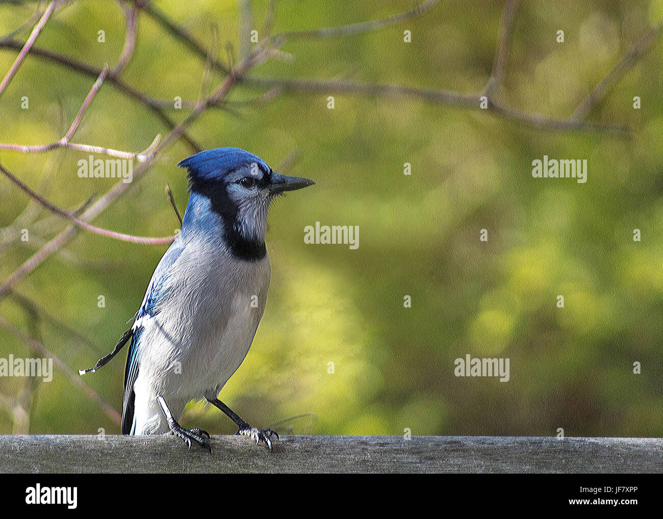 Bluejay thront auf Zaun Stockfoto