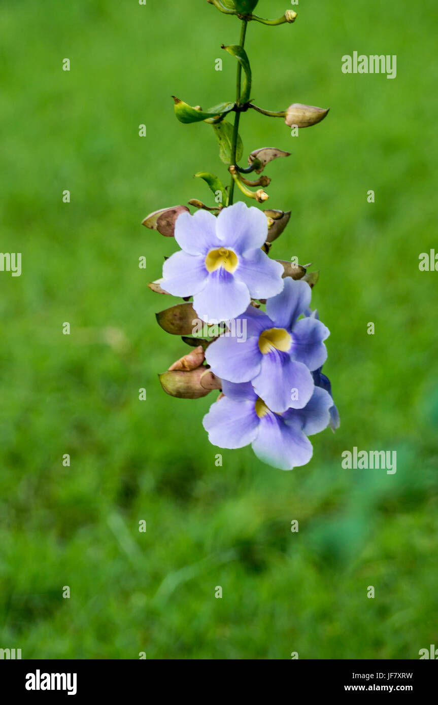 drei lila Blüten hängen Stockfoto