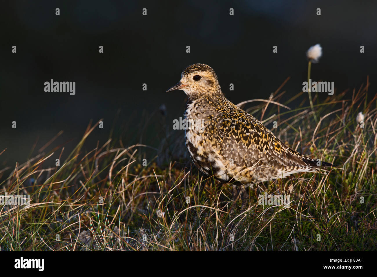 Europäischen Golden Plover Pluvialis Apricaria Unst Shetland Juni Stockfoto